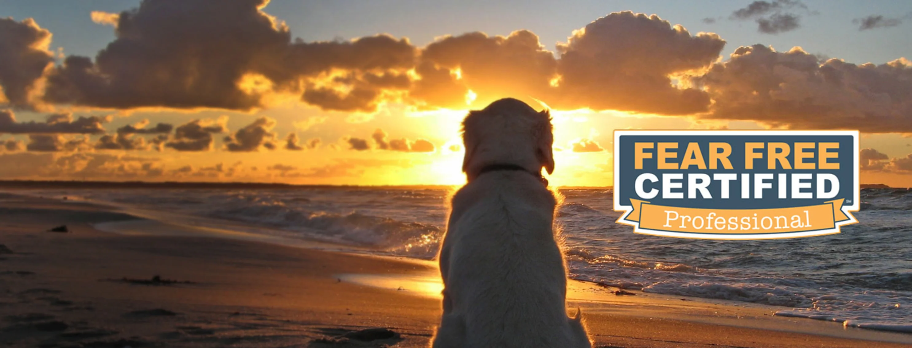 Labrador retriever sitting on a beach at sunset with the fear free logo